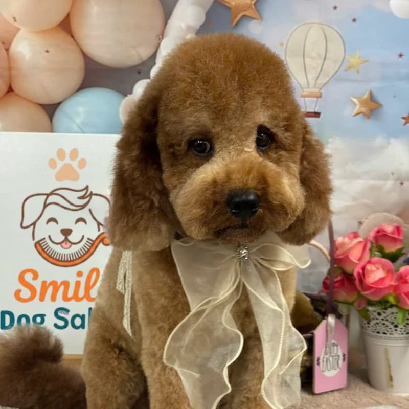 Apricot Toy Poodle with teddy bear cut and cream bow at Smile Dog Salon