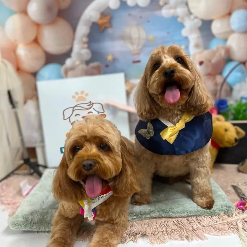Two joyful groomed Cavoodles with bandanas at Smile Dog Salon