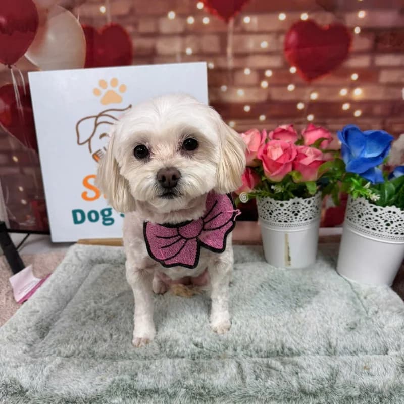 White Maltese with pink bow and fresh flowers after grooming