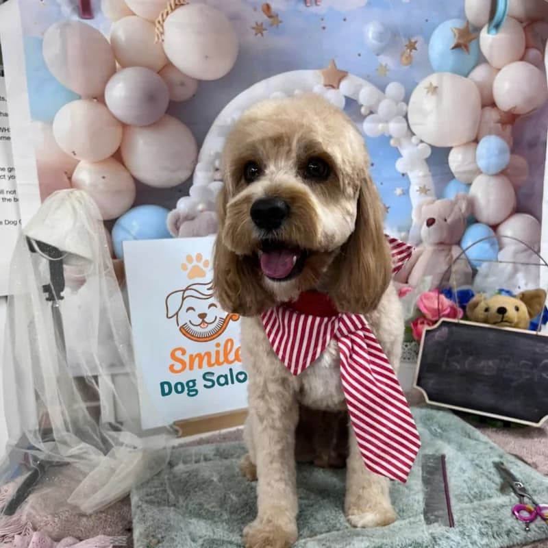Honey Cavoodle in striped tie on the salon grooming table
