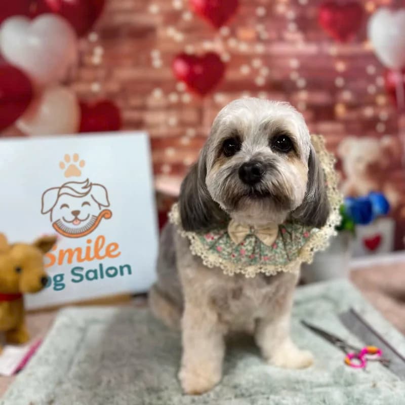 Shih Tzu with delicate floral lace collar at Smile Dog Salon