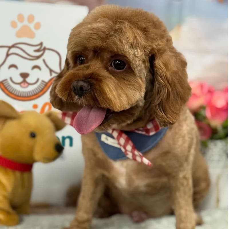 Smiling brown Cockapoo with red gingham neckerchief