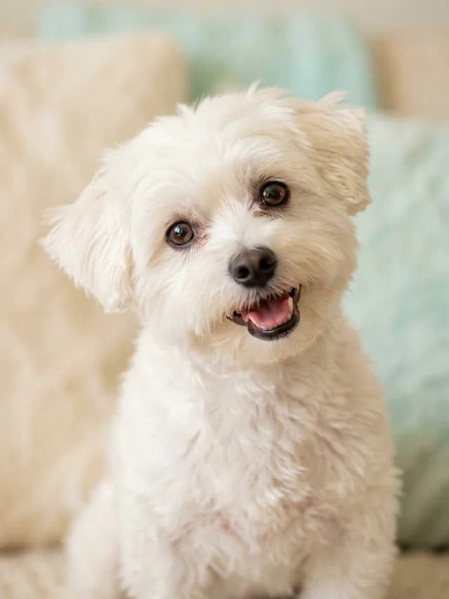 Treating every pet like family